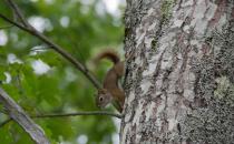 Healthy Acadia Advisory Council meets in Machias  April 11