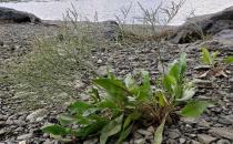 Blueberry commission gives tentative OK for subcommittee of small growers sought by Addison’s Marie Emerson; bill to enlarge commission in the works
