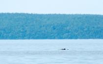 Fort O’Brien students encounter wildlife in Cutler