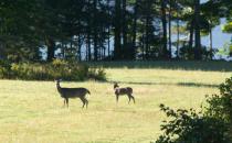 Will Machias Bay Chamber Concerts survive to celebrate 50 years? 