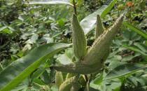 The Nature of Phenology: Green-Stain Fungus Fruiting