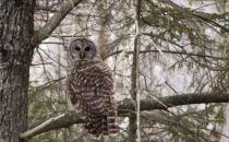 Public invited to Downeast Trout Unlimited program: Acadia’s Great Meadow Restoration, Nov. 17