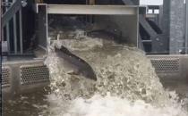 Clam shells may give Atlantic salmon a boost