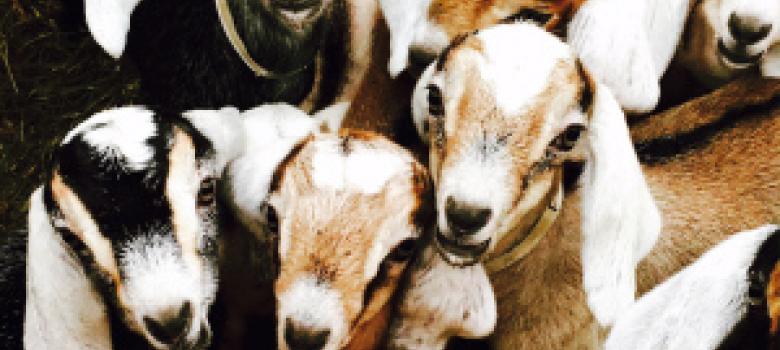 TIF loan aids growing goat farm